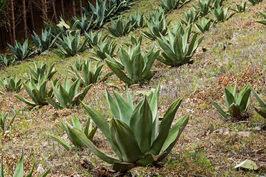 Closeup of an agaves to make pulque planted on a hill 