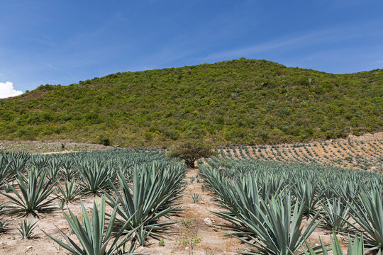 Agaves in a row in a field in front of some green mountains