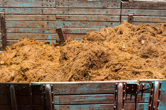 closeup of agave fiber inside a truck with wooden bars