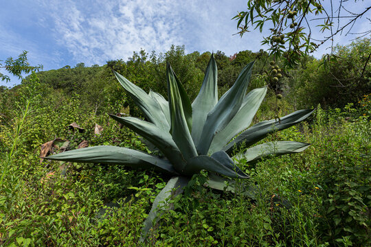 A large pulquero agave planted on a hill surrounded by vegetation