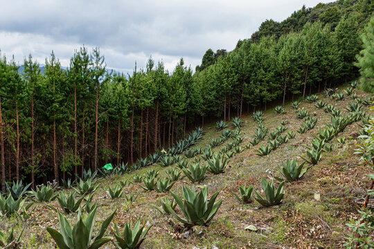 Landscape with planted pulquero agave 