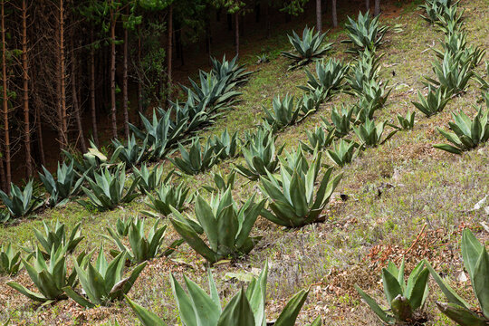 Agaves to make pulque planted on a hill 