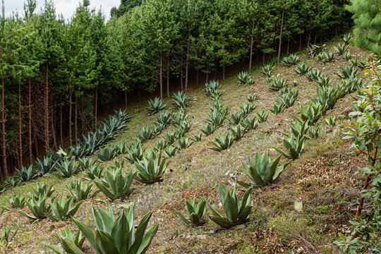 Landscape of agave pulquero in a field