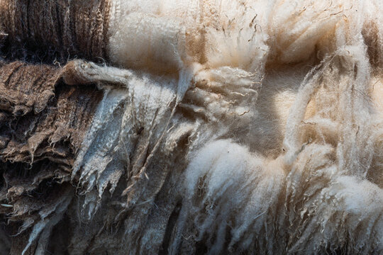 Close up of sheared wool