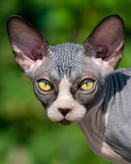 Close-up view of luxury young cat of Canadian Sphynx breed on natural blurred green background. Female kitten with big yellow eyes looking at camera. Concept of breeding purebred cats.