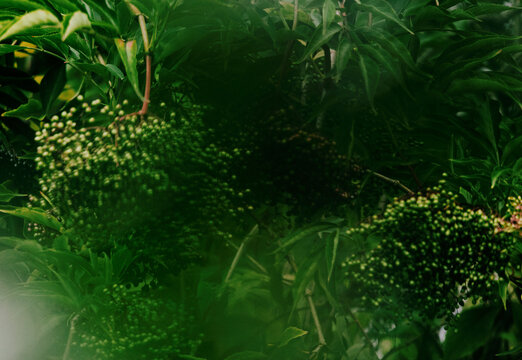Plant Blur Background