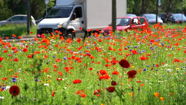 field of flowers with red poppies and congested traffic car in city road - air  pollution and pm10 in downtown - climate change and global warming 