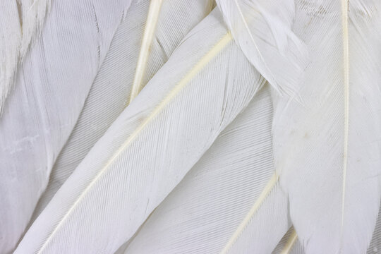Natural White Feathers Macro  