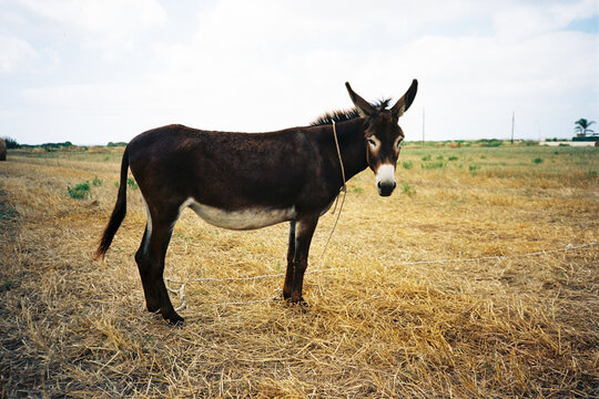 Donkey alone in the hay field 