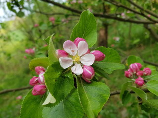 apple blossom in the scattered orchard meadow