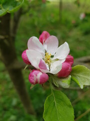 apple blossom in the scattered orchard meadow