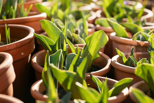 Tulip foliage