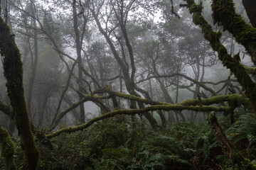 Mystery wet forest drowned in strong mist