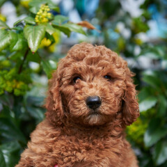 Little red poodle puppy close-up, copy space