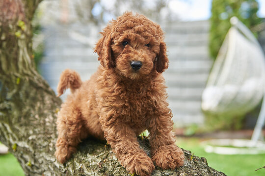 Portrait of a little poodle puppy, toy dog