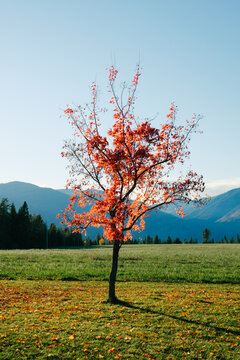 Red Maple Tree Losing Leaves