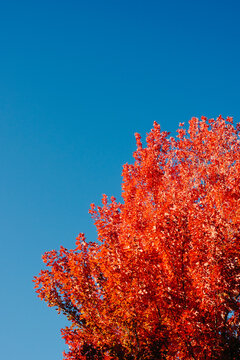 Red Maple Tree and Blue Sky