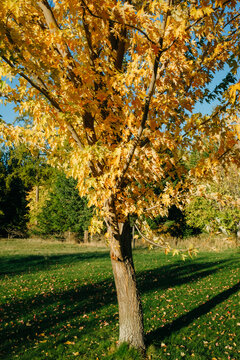 Yellow Maple Tree