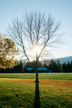 Maple Tree with no leaves