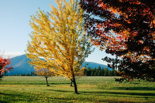 Colorful Maple Trees