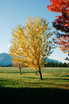 Bright yellow Maple tree