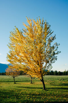Yellow Maple Tree