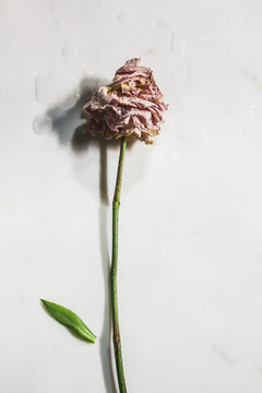 Single wilted and decaying rose flower stem