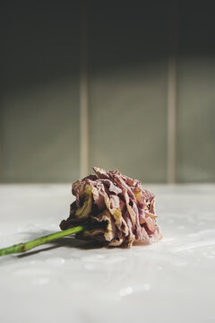 An aged and wilted rose flower stem still life