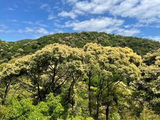 山の木々によるグラデーション