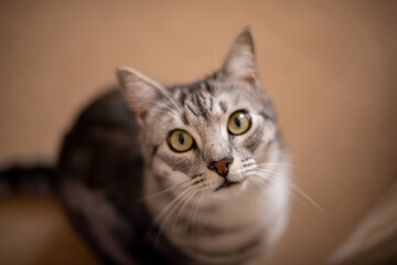 close up portrait of a gray tabby cat