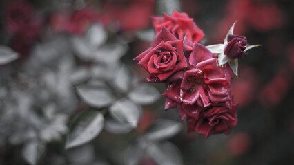 金属の様な冷たい薔薇