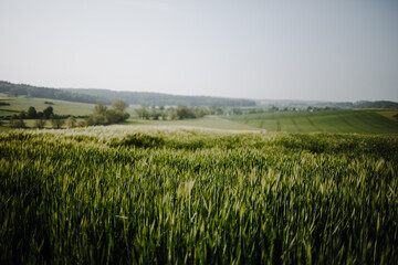 Field path along a wheat field in the direction of Münzenberg and Münzenberg Castle in the Wetterau region of Hesse. In between is a field of rapeseed.