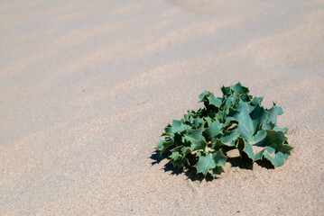 Prickle plant Feverweed bush on beach sand. Marine Eryngium is growing among sand dunes near coastline. Desert cactus. Natural background. Black sea coast plants. Sea Holly spines. 