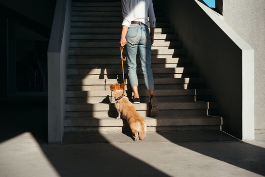 Faceless woman with dog on walk outdoor.