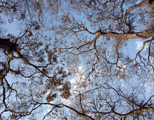 The huge leafless trees look mesmerizing with the contrast with blue sky gives abstract effect at Sukna Forest in Darjeeling, India. Trees get dried and leafs falls looks deserted during winter.  ..