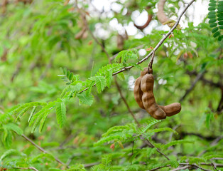 Sweet tamarind and leaf on the tree