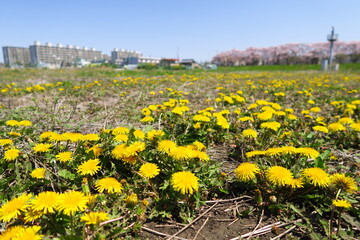 タンポポの咲く春の休耕地風景