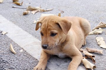 Puppy sitting and dry leaf on asphalt road background