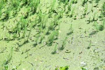 Green hydrilla verticillata water weed in river natural background