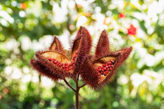 Open Dried Achiote Flowers With Red Seeds In A Bright Background