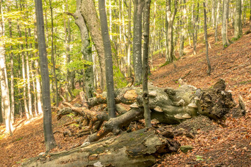 Old Snag in a Sunny Beech Forest