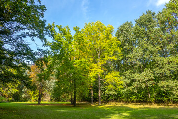 Sunny Summer Park in Ukraine