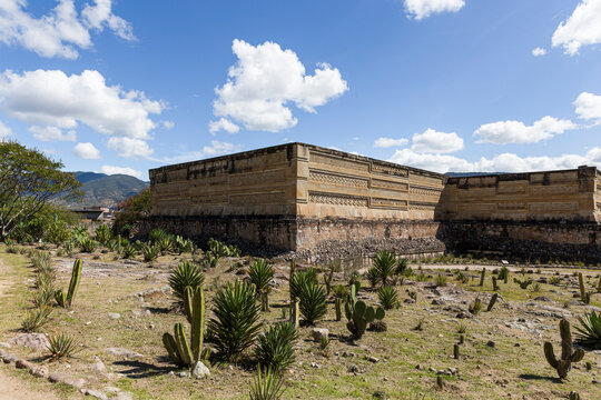 agaves and plants on a hill with the archaeological ruins of Mitla