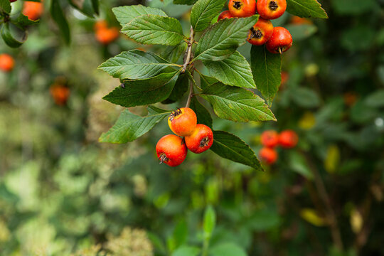 Closeup of tejocote hawthorns fruit on a tree 
