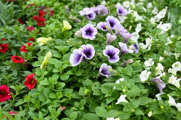 Flowering petunias in different colors. Colorful floral background. Flower seedling and growing concept