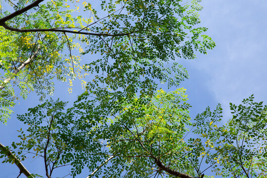 Moringa tree in a sunlight 