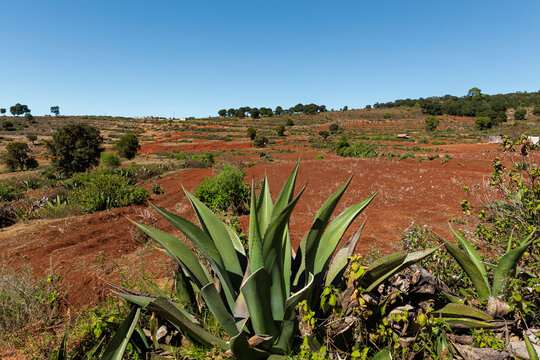 Agave pulquero in the middle of a beautiful landscape in Nochixtlan