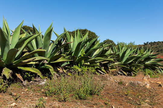 Row of pulquero agaves diagonally on the ground