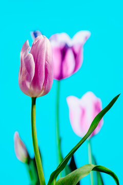 violet tulips
