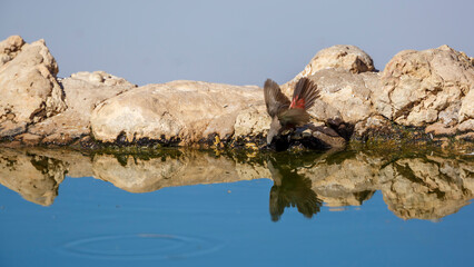 Black-cheeked Waxbill drinking water at waterhole in Kgalagadi transfrontier park, South Africa; specie Brunhilda erythronotos family of Estrildidae